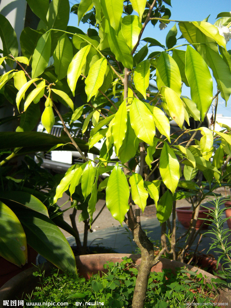 植物图谱 - 北京交通大学论坛-知行信息交流平台